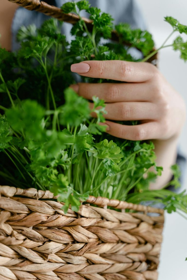 ¿Cuál es el precio del cilantro hoy miércoles 26 de junio?