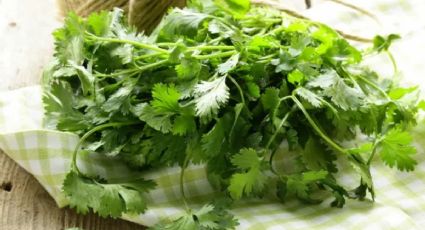 Precio del cilantro en México hoy 29 de junio en el mercado y en Walmart | Por manojo y por kilo
