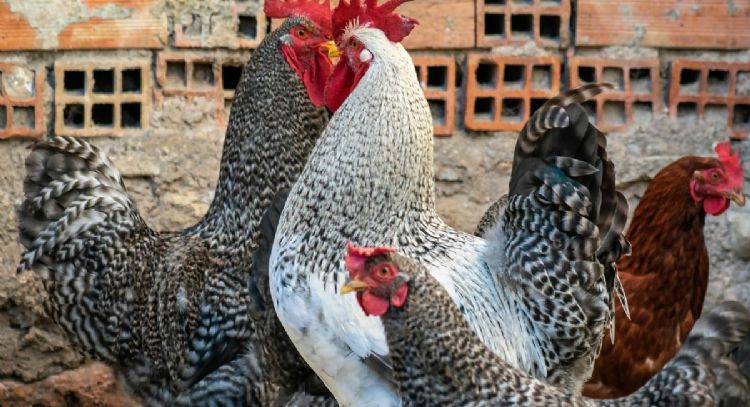 Gripe aviar H5N2 cobra su primera víctima en México: cuáles son los síntomas y qué hacer si la tengo