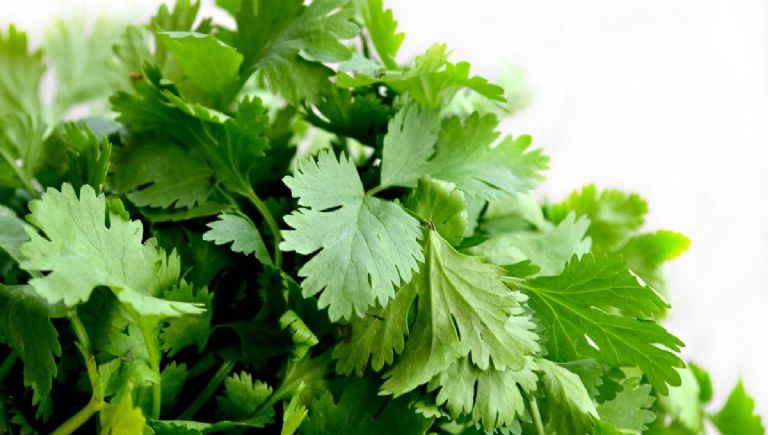 precio de verduras como cilantro aguacate jitomate y chayoye hoy 8 de julio en mexico